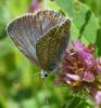 Polyommatus icarus